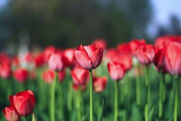 Obraz premium Tulips in blossom in a garden in a sunny spring day