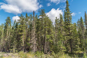 Ontario Forest