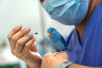 The vet is giving the birds medication. Veterinarian man hand holding syringe injecting forpus bird...