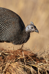 Young Helmeted Guineafowl, Kruger National Park