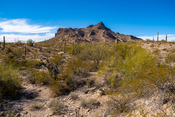 Fototapeta na wymiar Organ Pipe Cactus National Monument, Arizona, America, USA. 