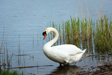 A white swan standing on the shore of a lake