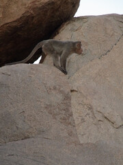 ハンピの建造物群のサル