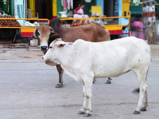 南インドの町を歩く白と茶色の牛