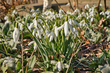 Close up of common snowdrops in bloom. High quality photo