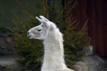 white alpaca in the zoo