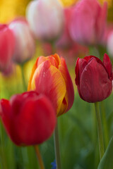 Beautiful colorful tulips at the tulip festival. Beauty of nature. Spring, youth, growth concept.	