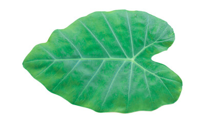 green leaves of Elephant ear or taro (Colocasia species) the tropical foliage plant isolated on white background, clipping path included.