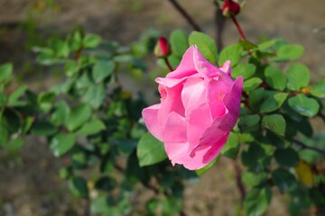 pink hybrid tea rose in garden