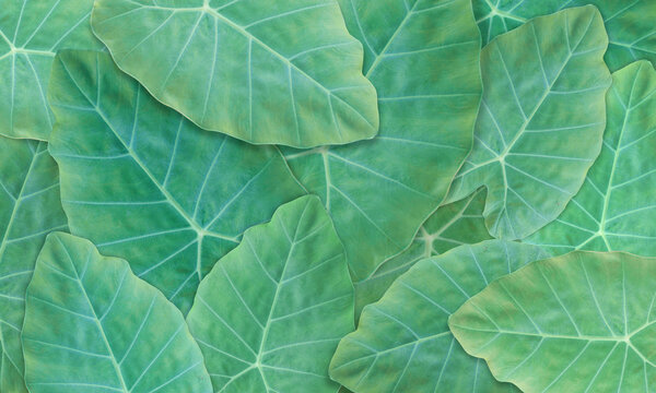 Pile of elephant Ears Taro (Colocasia Esculenta) leaves isolated on a white background.