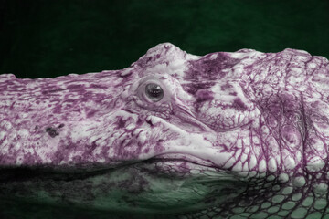 Infrared Light Image of a Leucistic Alligator with algae on face