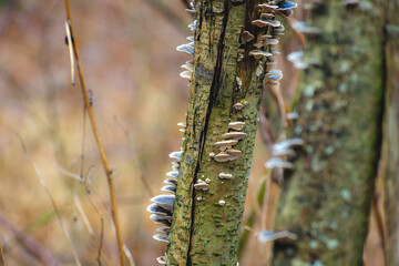 Tree trunk with mushrooms, autumn view