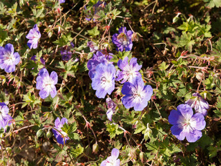 Geranium wallichianum | Jardini&egrave;re de g&eacute;ranium vivace 'Rozanne' ou bec de grue, fleur &agrave; p&eacute;tales bleu-violet au coeur plus clair vein&eacute;es de pourpre au dessus d'un feuillage marbr&eacute;, velu et dent&eacute;