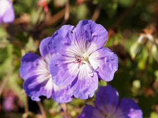 Gros plan sur fleurs de Geranium wallichianum 'Rozanne' à pétales bleu-violet veinés de pourpre...