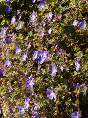 Couvre-sol de géranium 'Rozanne' aux fleurs à pétales bleu-violet à veines pourpre et oeil...