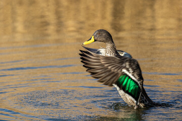 Yellow-billed Duck, Kruger National Park