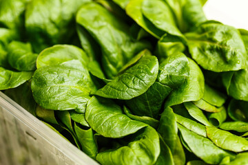 Container of fresh green baby spinach leaves