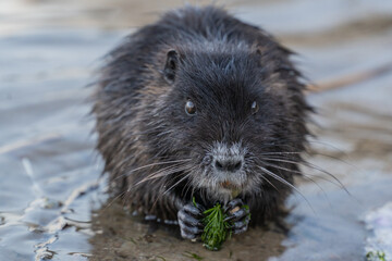 Nutria, auch Biberratte, Wasserratte oder Sumpfbiber genannt, leben in der Nähe von Wasser in selbst gegrabenen Erdhöhlen. Der aus Südamerika stammende, in Gruppen lebende Säuger ist eine invasive Art