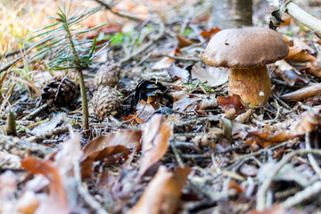 Wild Mushroom with Brown Cap