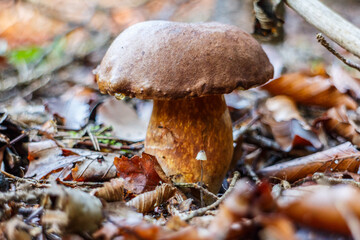 Wild Mushroom with Brown Cap
