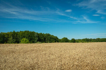 Field with golden grain, forest and blue sky