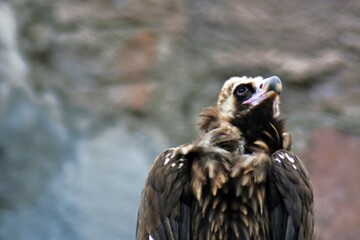 portrait of a vulture