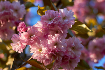 Bright colorful spring pink sakura flowers. Cherry blossoms on sunny day. Beauty of nature. Spring, youth, growth concept.

