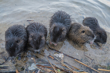 Nutria, auch Biberratte, Wasserratte oder Sumpfbiber genannt, leben in der Nähe von Wasser in selbst gegrabenen Erdhöhlen. Der aus Südamerika stammende, in Gruppen lebende Säuger ist eine invasive Art