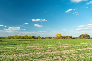 Young plants on the field and the blue sky