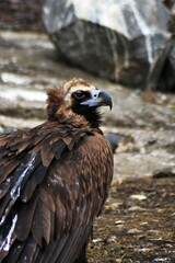vulture in the zoo