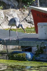 Grey heron in nature