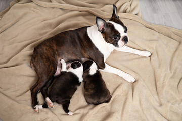 Boston Terrier. Mom dog feeds puppies milk. Cute pets. Lifestyle. Top view