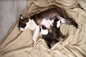 Boston Terrier. Mom dog feeds puppies milk. Cute pets. Lifestyle. Top view
