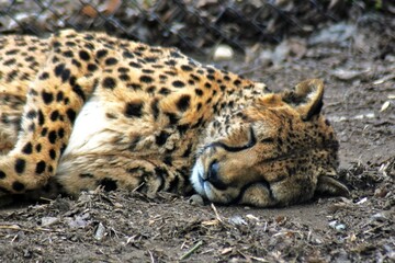 leopard in the zoo