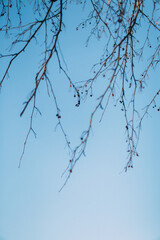 natural landscape, trees and sky