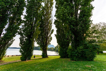 Obraz premium Picture of some trees in nature