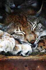 Fototapeta premium lynx on the rock