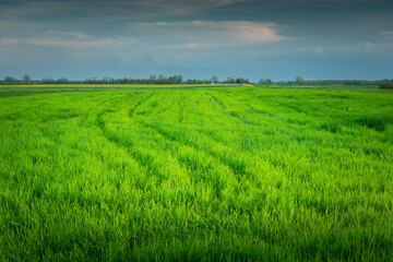 Large green field with young grain, spring day