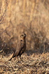 Ant-eating Chat, Pilanesberg National Park