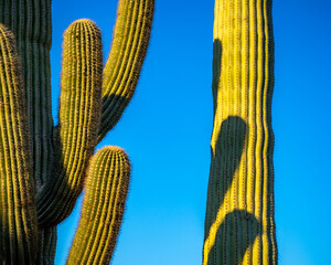 Organ Pipe Cactus National Monument, Arizona, America, USA.
