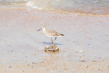 Western Willet in the sand