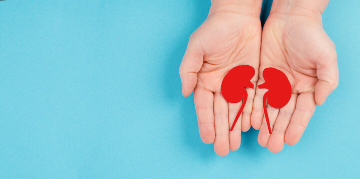Hands holding a kidney, paper cut out, world kidney day, health problems, organ transplantation, medical issue