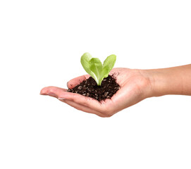 Muda de alface em mão feminina, em fundo branco