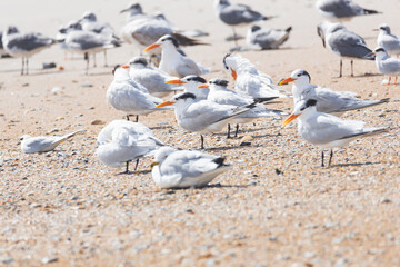 Terns and seagulls sitting in the sand on the beach
