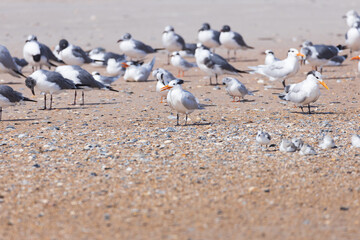 Terns and seagulls sitting in the sand on the beach