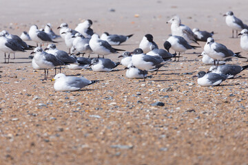 Seagulls sitting in the sand on the beach