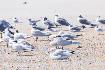 Terns and seagulls sitting in the sand on the beach