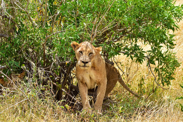 Safari in the African savannah. A lioness in the wild suffers from insects.