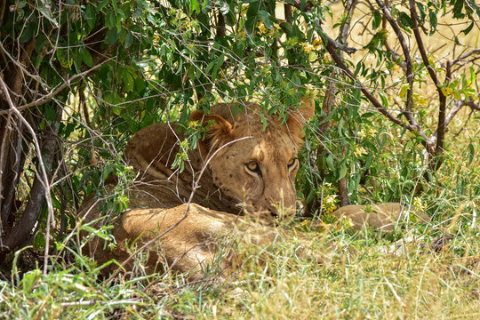 Safari in the African savannah. A lioness is resting in the shade on a hot day.