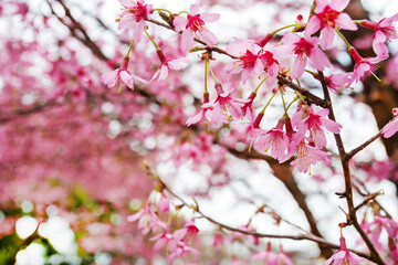 Amazing cherry blossom (sakura)  japanese garden in Tokyo, Kyoto, Yokogama, Osaka, Hasselt, Maulevrier,  Leverkusen, Kaiserslautern , Munich,